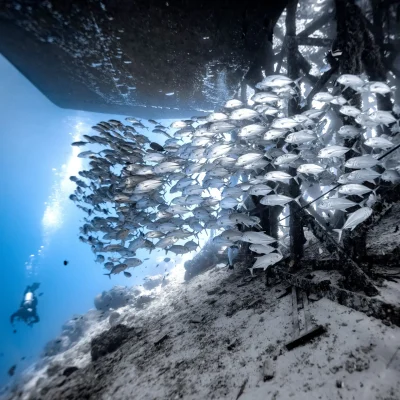 2 Days Fun Dive in Mataking & Mabul
