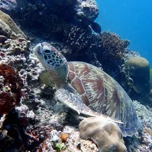 Mabul & Kapalai