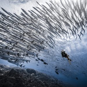 Sipadan Dive