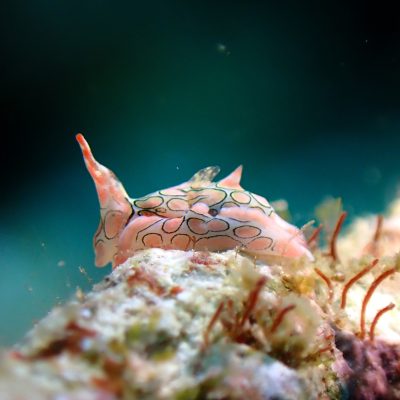 Semporna Macro Dive